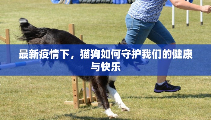 最新疫情下，猫狗如何守护我们的健康与快乐