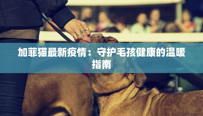 加菲猫最新疫情:守护毛孩健康的温暖指南 加菲猫最新疫情:守护毛孩健康的温暖指南
