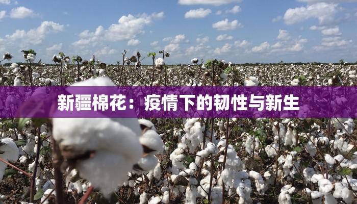 新疆棉花:疫情下的韧性与新生 新疆棉花:疫情下的韧性与新生