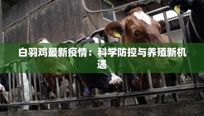 白羽鸡最新疫情：科学防控与养殖新机遇