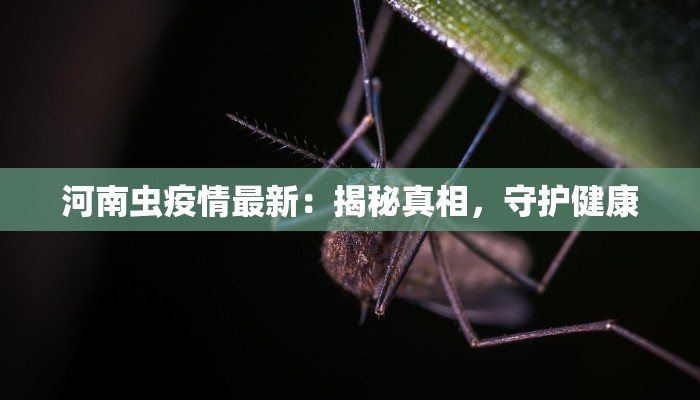 河南虫疫情最新：揭秘真相，守护健康